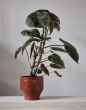 Edge Pot – Burned Red – Ø35cm